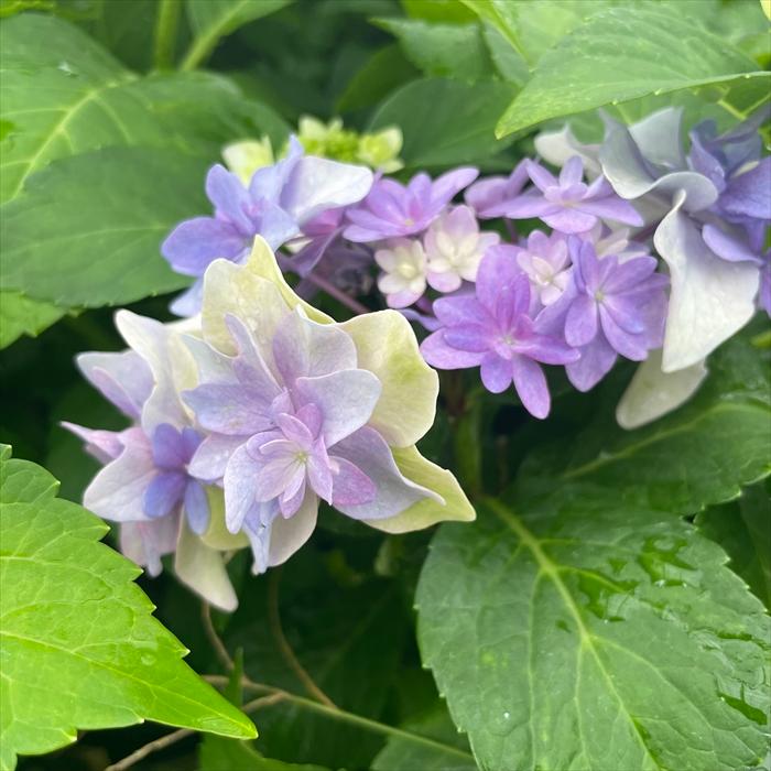 アジサイ シャンデリア 7.5cmポット 加茂 KAMOセレクション