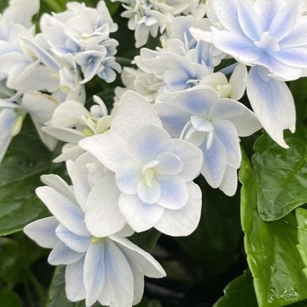 予約販売 アジサイ 花吹雪 7.5cmポット 加茂 KAMOセレクション