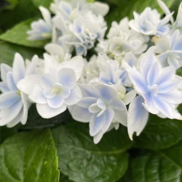 予約販売 アジサイ 花吹雪 7.5cmポット 加茂 KAMOセレクション
