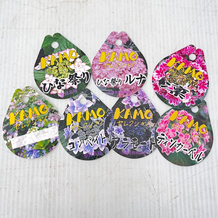 アジサイ 花吹雪 7.5cmポット 加茂 KAMOセレクション ハイドランジア