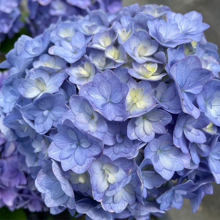 予約販売 アジサイ 花天月地 9cmポット 登録申請中 ハイドランジア 苗