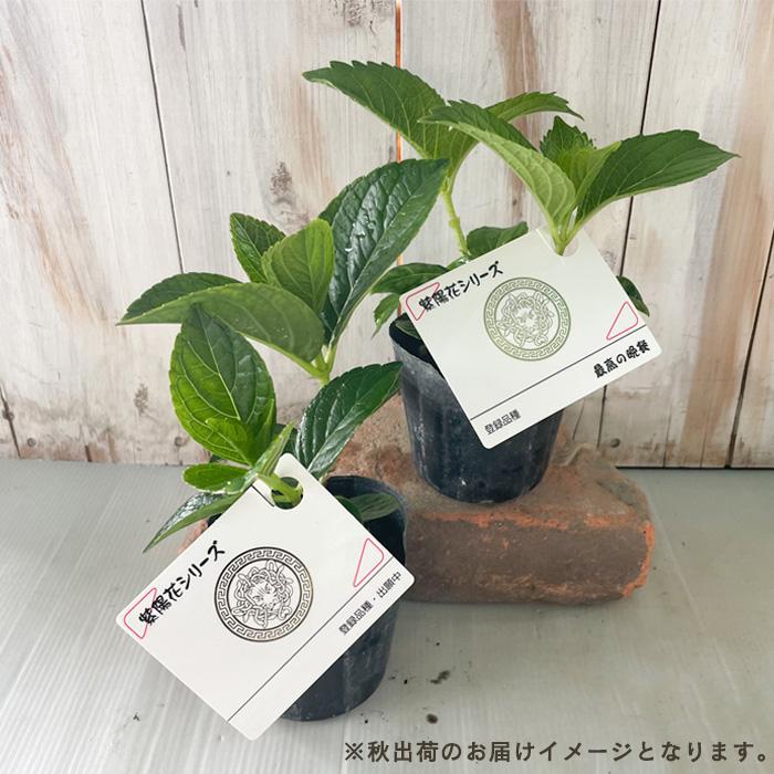 予約販売 アジサイ 疾風迅雷 9cmポット 登録品種 ハイドランジア
