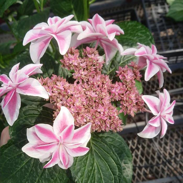 【押し花アート】【アンダルシアの薔薇と孔雀の羽根】【A】 押し花アート【アンダルシアの薔薇と孔雀の羽根】【A】