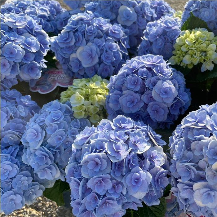 【専用商品】　アジサイ　リクエストアソート　紫陽花 楽天市場】予約販売 アジサイ 疾風迅雷 9cmポット 登録品種