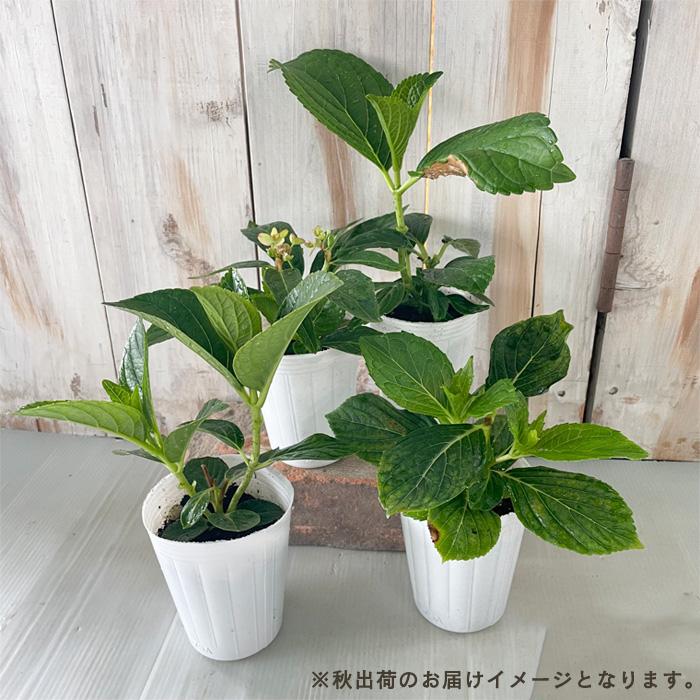 植栽用アジサイ6種類セット　来年用　ハイドランジア 訳あり 処分価格セール 現品限り／ 秋色アジサイ ハイドランジア