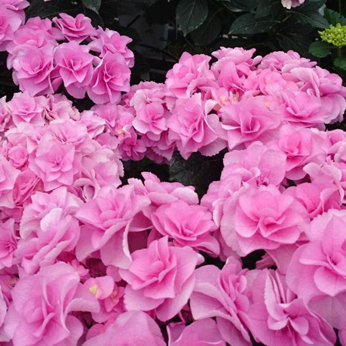 紫陽花さま専用 楽天市場】紫陽花 あじさい ハイドランジア 【トワイライト