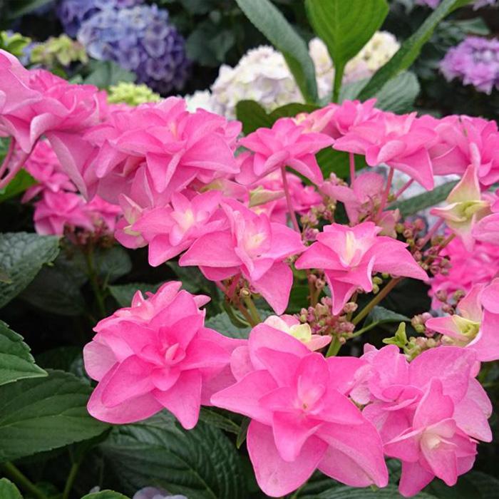 紫陽花　美品 PWさん新品種の紫陽花モニター｜そだレポ（栽培レポート）byこは