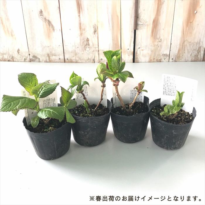 アジサイ 夢と希望 9cmポット 登録品種 ハイドランジア 苗 花苗 苗木