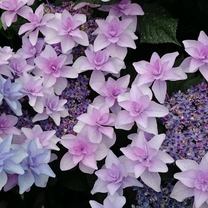 アジサイ 予約販売 アジサイ 龍神 9cmポット 登録品種 ハイドランジア 苗