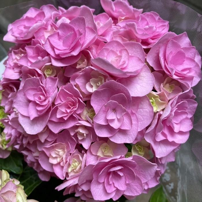 【PSA10】治癒の少女 アーシア SP ヴァイスシュヴァルツ 治癒の少女 アーシア SP 銀サイン ハイ