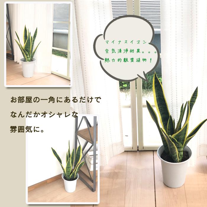 日本花キ流通 観葉植物 サンスベリア ローレンチ 6号鉢 日本花キ流通 観葉植物 サンスベリア ローレンチ 6号鉢