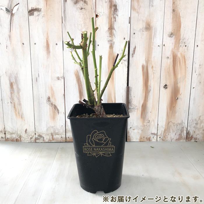 予約販売 バラ苗 バラ大苗 エターナル 登録品種 薔薇 ばら 送料無料