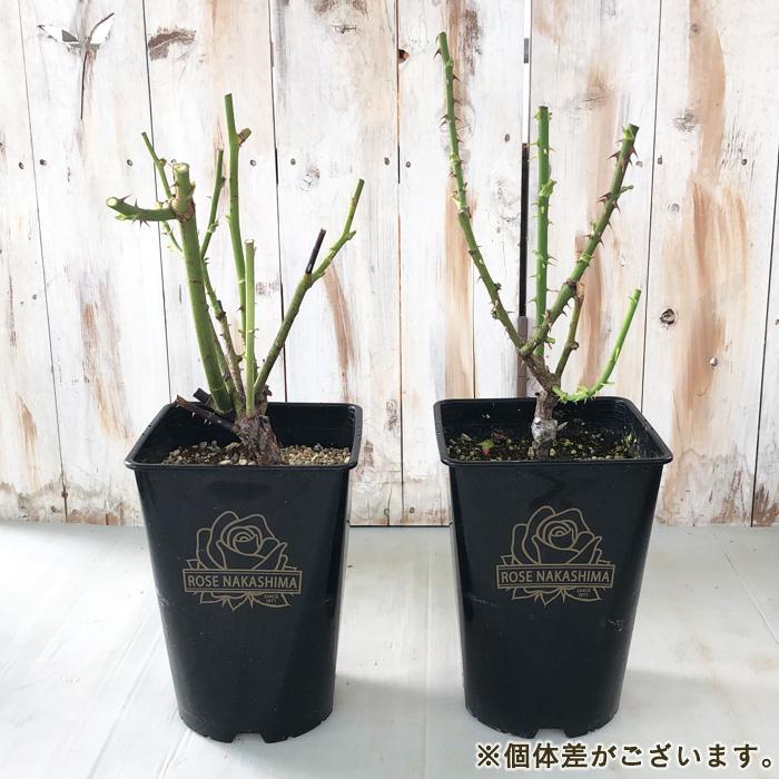 予約販売 バラ苗 バラ大苗 アリュール 薔薇 ばら 送料無料 ローズ 