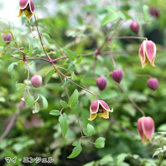 予約販売 クレマチス 苗 マイエンジェル タングチカ系 杉本さんの