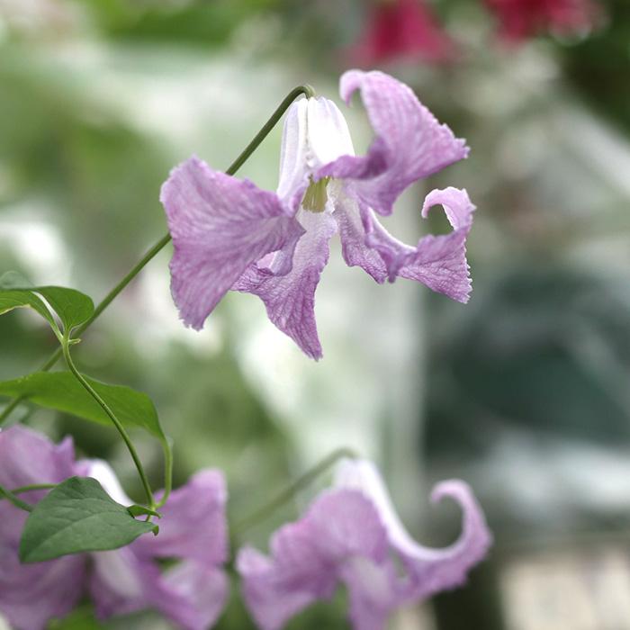 予約販売 クレマチス 苗 ベティーコーニング ビチセラ系 杉本