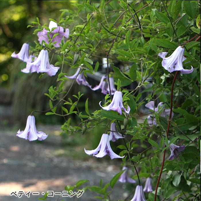 予約販売 クレマチス 苗 ベティーコーニング ビチセラ系 杉本