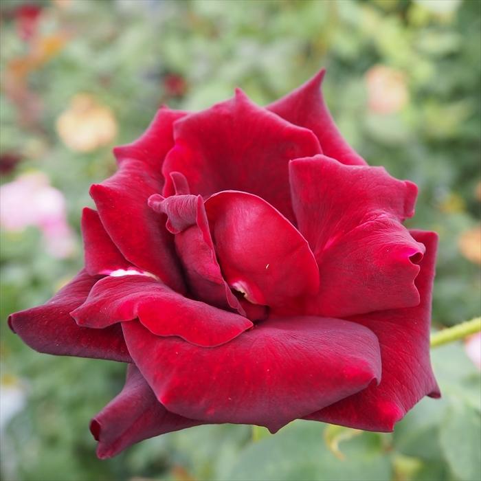 日本花キ流通 予約販売 バラ苗 バラ大苗 大輪 黒真珠 四季咲き 薔薇
