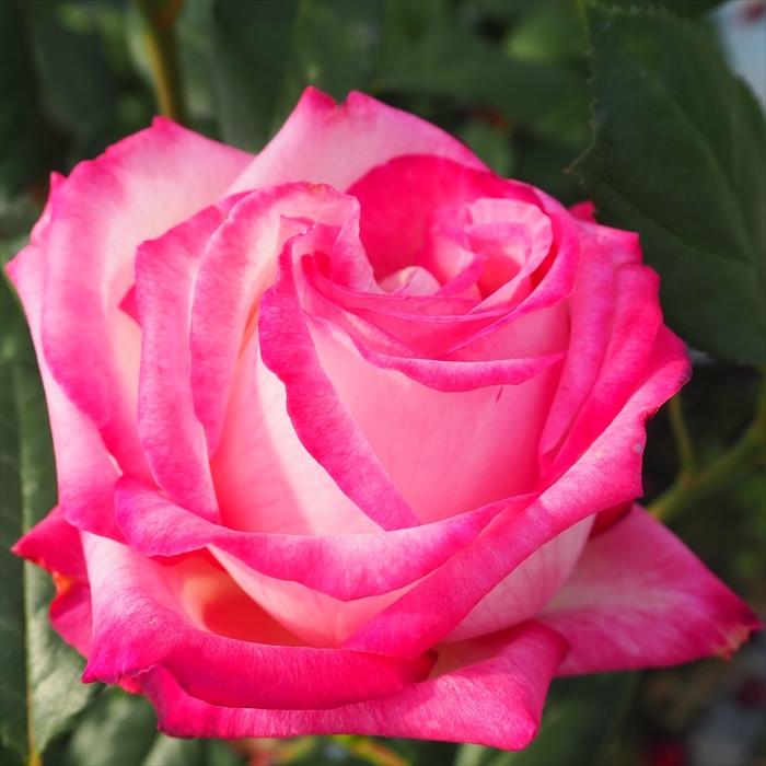 日本花キ流通 予約販売 バラ苗 バラ大苗 大輪 聖火 四季咲き 薔薇 ばら