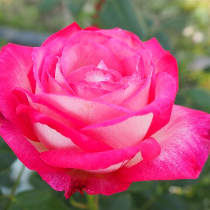 日本花キ流通 予約販売 バラ苗 バラ大苗 大輪 聖火 四季咲き