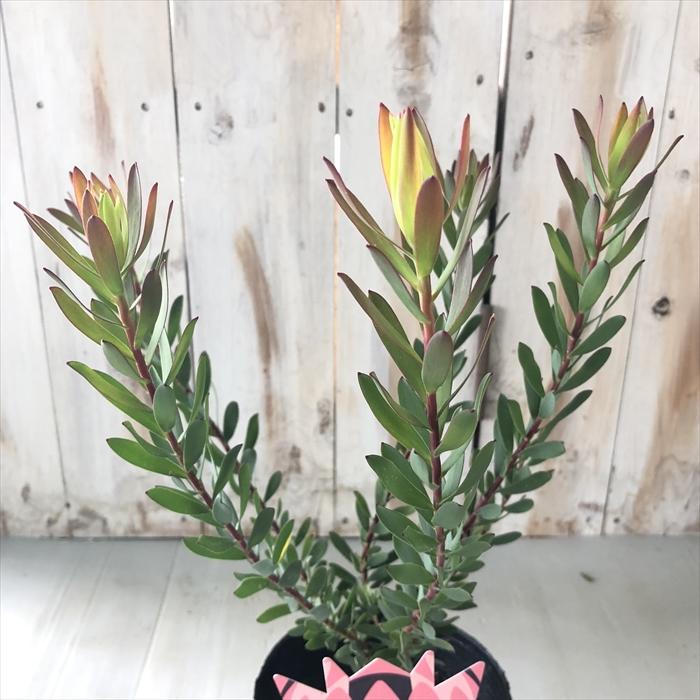 日本花キ流通 予約販売 リューカデンドロン ベビーブーケ 13.5cmポット