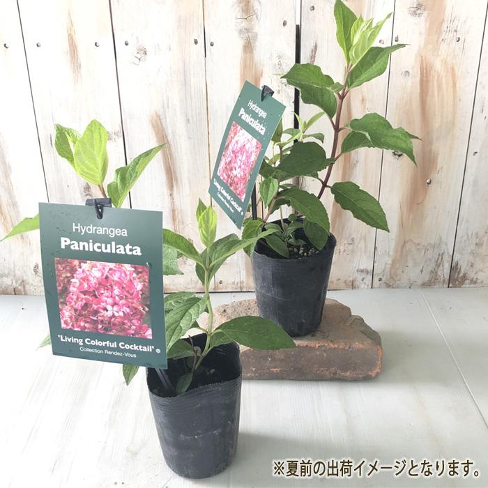 日本花キ流通 予約販売 アジサイ ノリウツギ リトルロージー