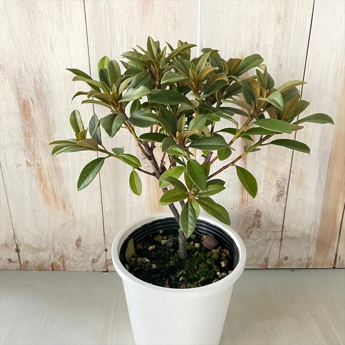 花伝　石目4.2丼　グリーン、ベージュ各10個（計20個） 花伝 石目4.2丼 グリーン、ベージュ各10個（計20個） 台中の