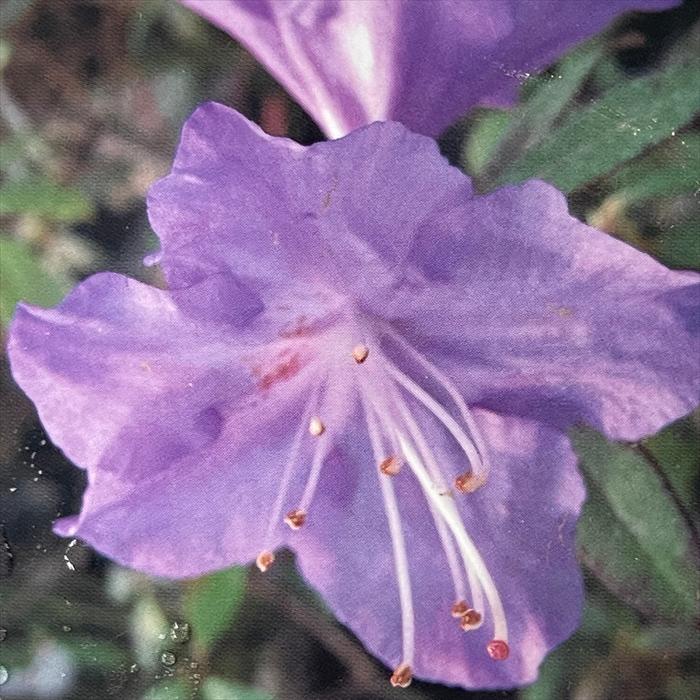 日本花キ流通 ブルーツツジ さざなみ 4.5号鉢 登録品種 開花予定株