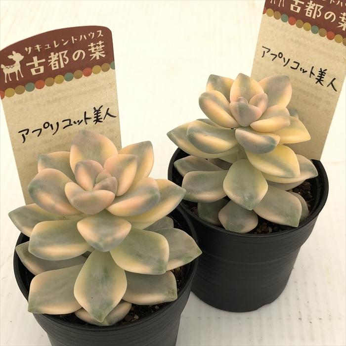 多肉植物 kthグラプトベリア アプリコット美人 古都の葉さんの苗