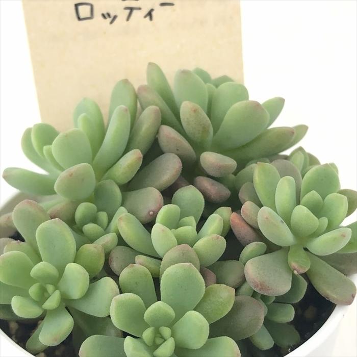 ☆スプリングワンダー×ロッティー(抜き苗)○古都の葉さん○多肉植物 多肉植物 kthセダム スプリングワンダー×ロッティー 古都の葉さんの苗
