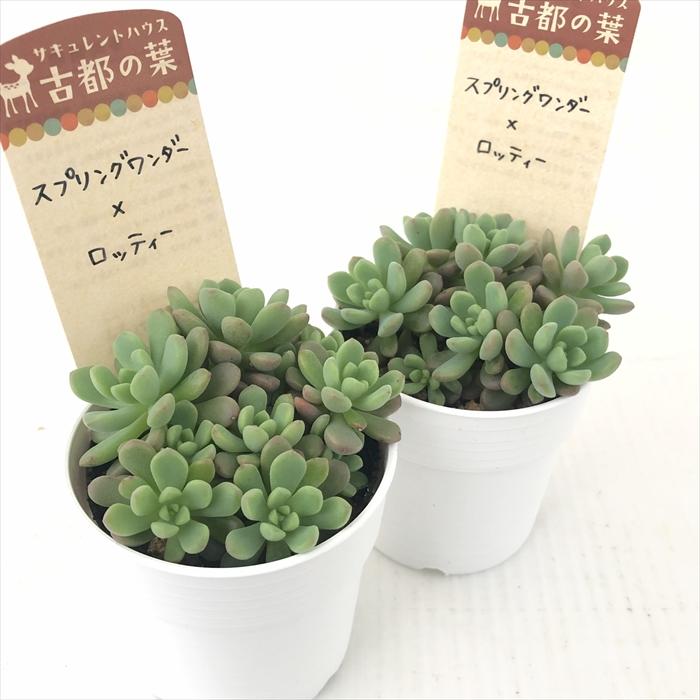 ☆スプリングワンダー×ロッティー(抜き苗)○古都の葉さん○多肉植物 多肉植物 kthセダム スプリングワンダー×ロッティー 古都の葉さんの苗