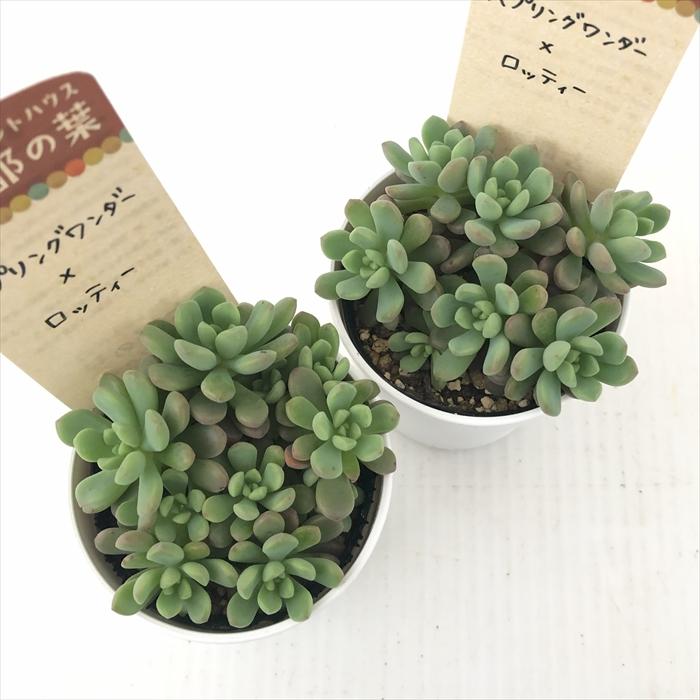 多肉植物 kthセダム スプリングワンダー×ロッティー 古都の葉さんの苗
