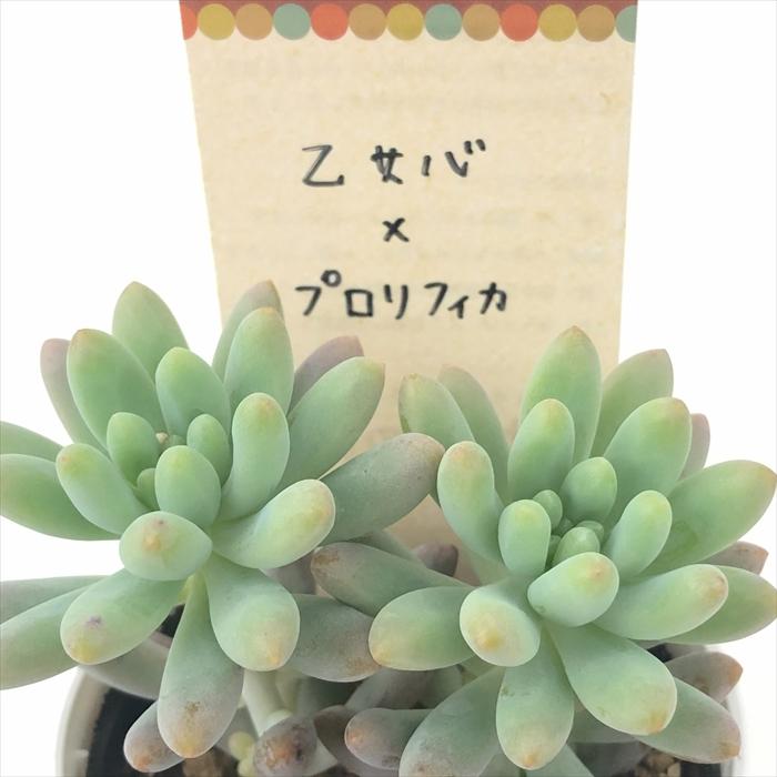 多肉植物 kthセデベリア 乙女心×プロリフィカ 古都の葉さんの苗