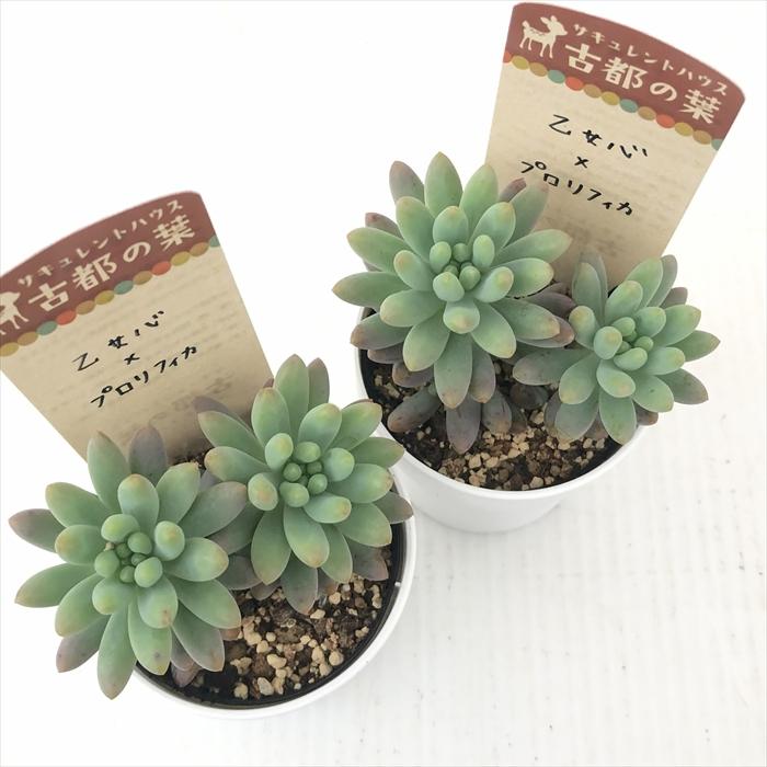 多肉植物 kthセデベリア 乙女心×プロリフィカ 古都の葉さんの苗