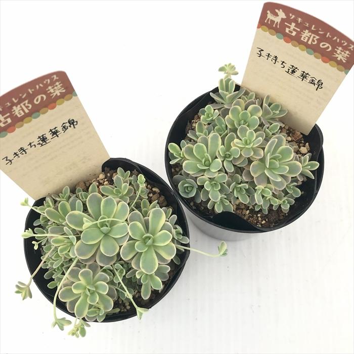 多肉植物 kthオロスタキス 子持ち蓮華錦 古都の葉さんの苗