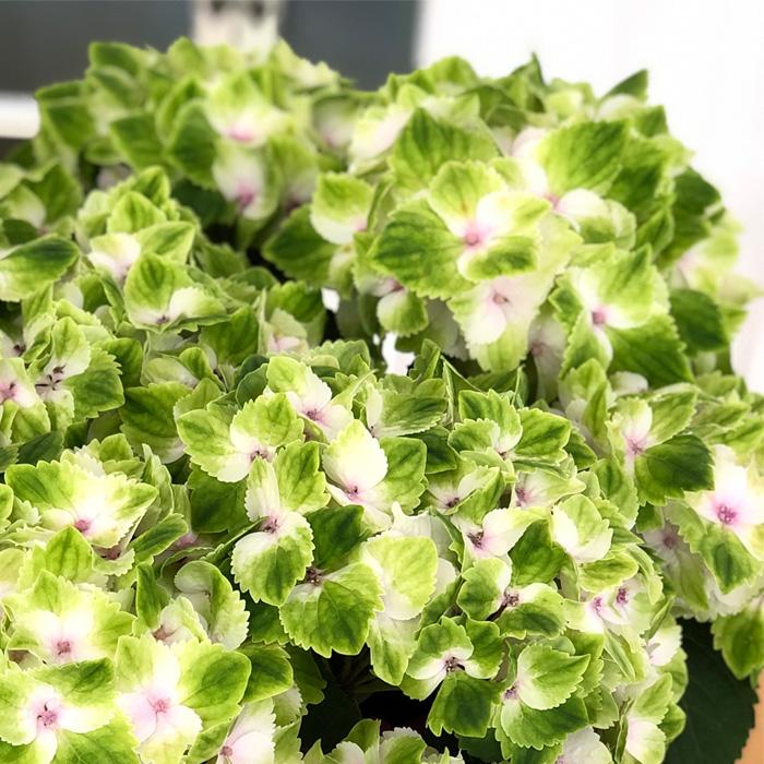 日本花キ流通 予約販売 アジサイ レモンキス 10.5cmポット