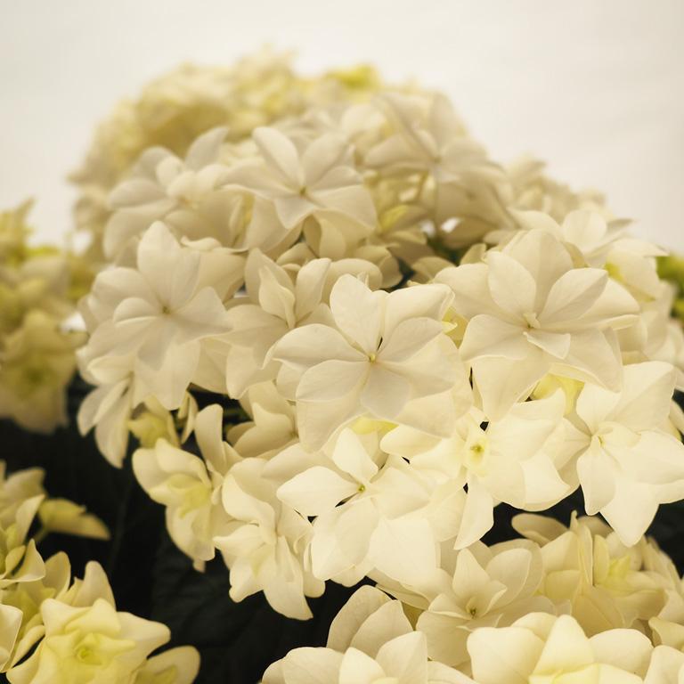 日本花キ流通 予約販売 アジサイ ダブルタッチゴーダホワイト 10.5cm
