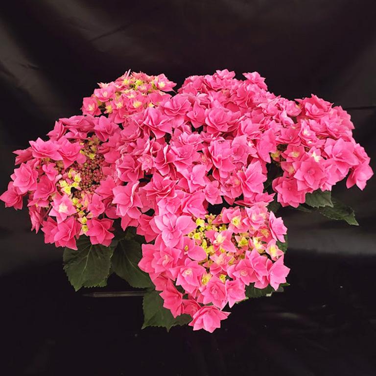 ぉpinkパンちゃんです♪2点セット！アレカヤシ　フェザー　紫陽花　苗 日本花キ流通 予約販売 アジサイ フェザーピンク 10.5cmポット