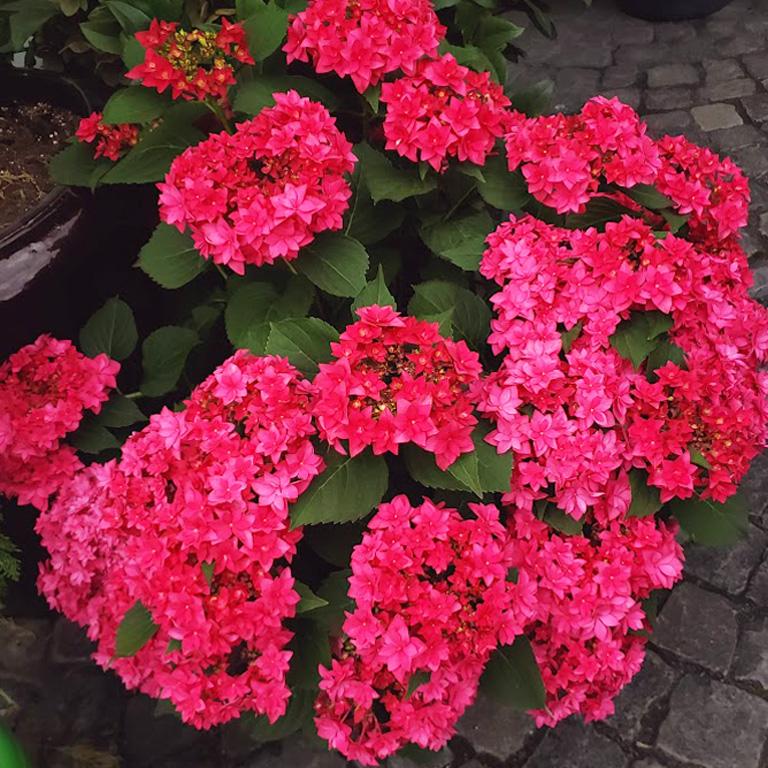 宿根草 ハイドランジア 紫陽花 クレイジーデンシア 花苗 メーカー