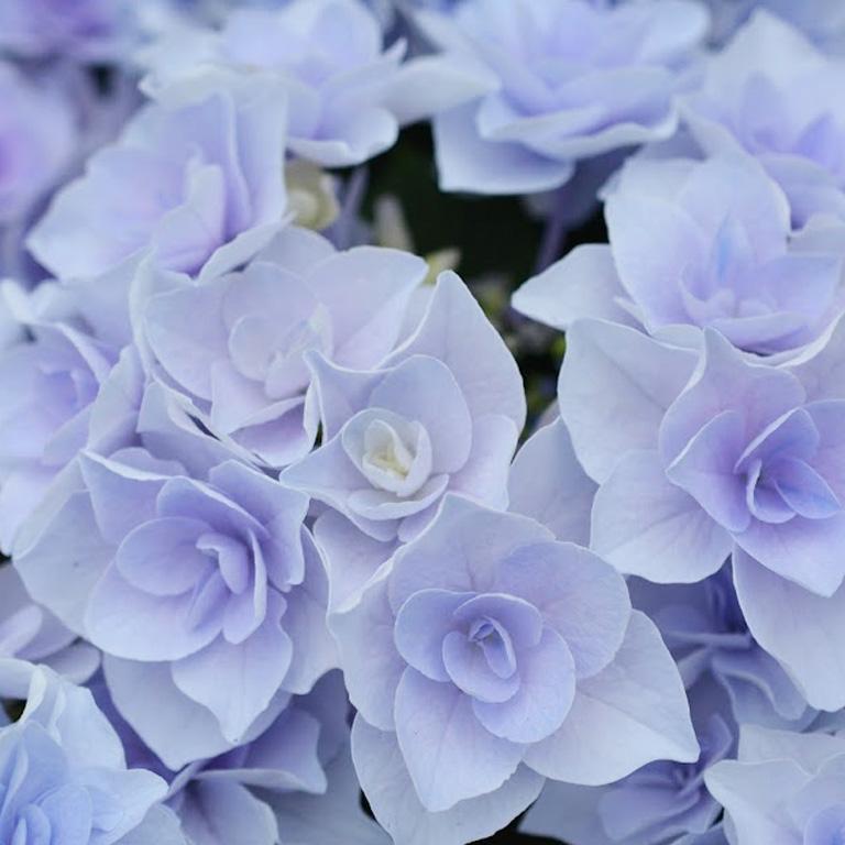 紫陽花、フルーリン挿し木苗、確認用 日本花キ流通 予約販売 アジサイ フルーリン 10.5cmポット