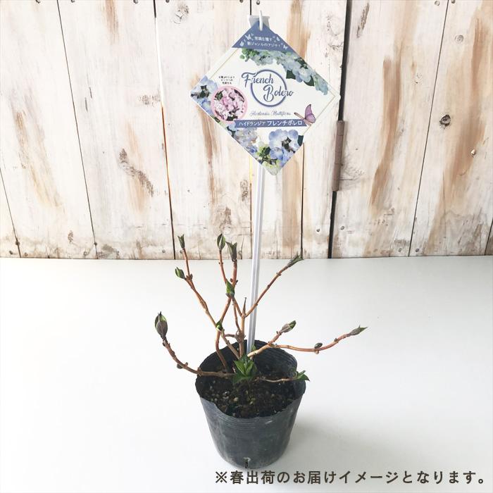 日本花キ流通 予約販売 アジサイ フレンチボレロ 10.5cmポット