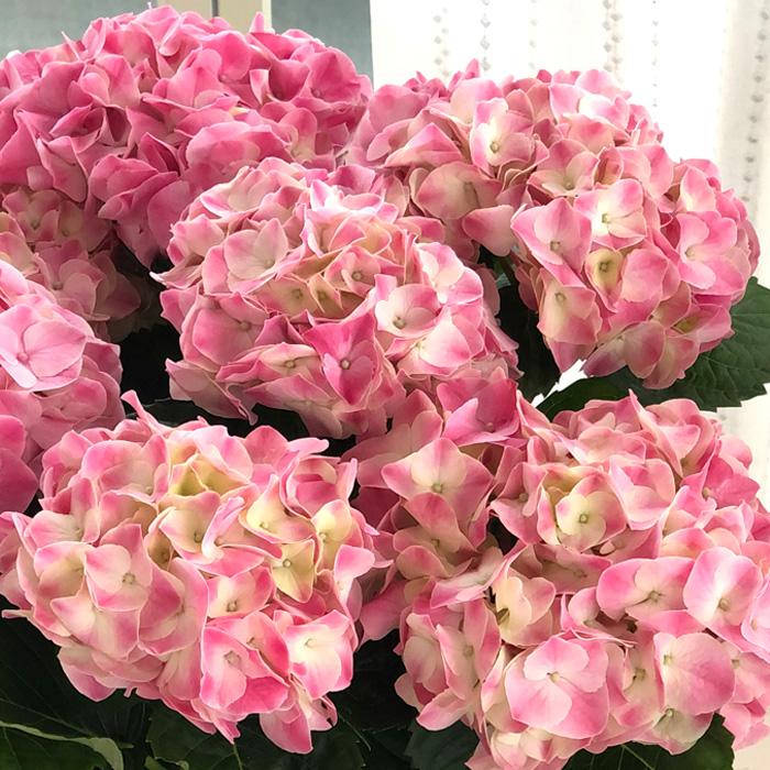 【花苗】数量限定　紫陽花　マジカルラプソディ　開花中　正規品　タグ付き 楽天市場】【まもなく締め切り】 予約販売 アジサイ マジカル