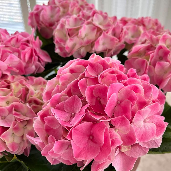 ひまわり18さま　2苗　輸入アジサイ　マジカルリン　フェ Amazon.co.jp: アジサイ 苗 苗木 マジカルクリムゾンブルー