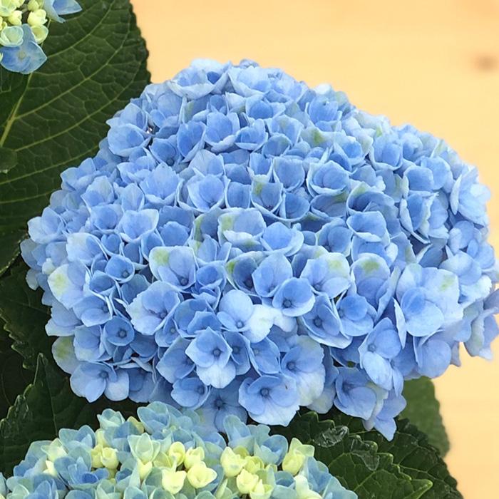 日本花キ流通 予約販売 アジサイ マジカルレボリューションブルー 10.5
