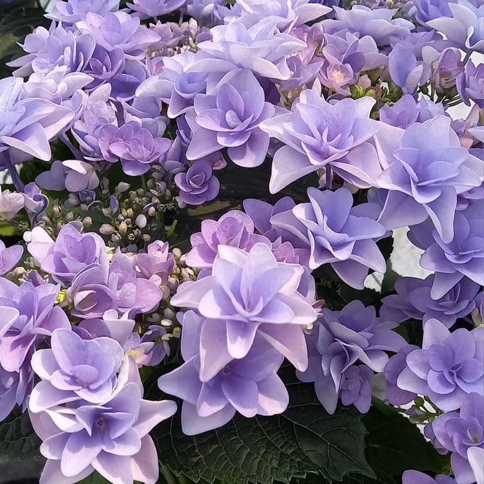 予約販売 アジサイ ポージィブーケララブルー 10.5cmポット さかもと