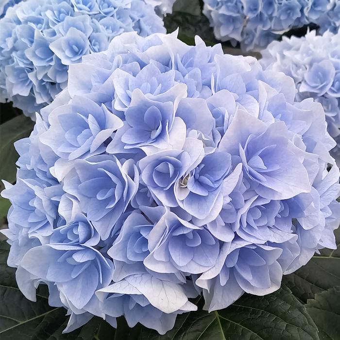■新品種■ポージィブーケエリー アジサイ 5号鉢■紫陽花 八重咲 てまり咲き グラデーションが美しい！『アジサイ・ポージィブーケ・エリー