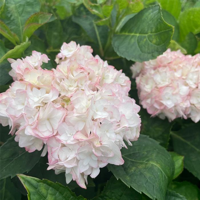 予約販売 アジサイ 君の名は 10.5cmポット 加茂 KAMOセレクション