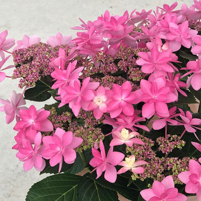 アジサイ ダンスパーティー 10.5cmポット 加茂 KAMOセレクション