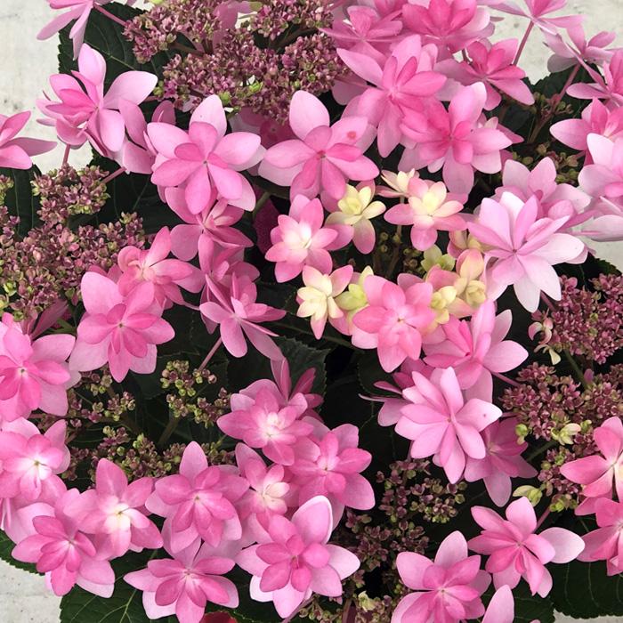 アジサイ ダンスパーティー 苗木 鉢植え KAMOセレクション10鉢青花8/21 予約販売 アジサイ ダンスパーティー 10.5cmポット 加茂 KAMO