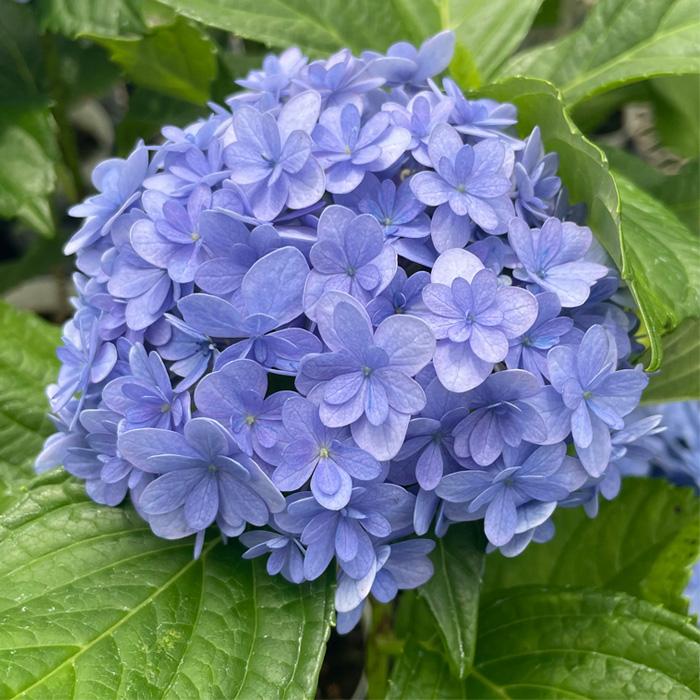 アジサイ　開花株　大株　てまりてまり アジサイ てまりてまり 10.5cmポット 加茂 KAMOセレクション