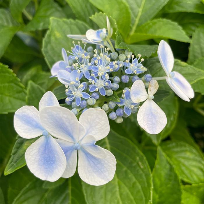☘️⑦紫陽花　抜き苗 予約販売 アジサイ 水凪鳥 10.5cmポット みずなぎどり 加茂 KAMO